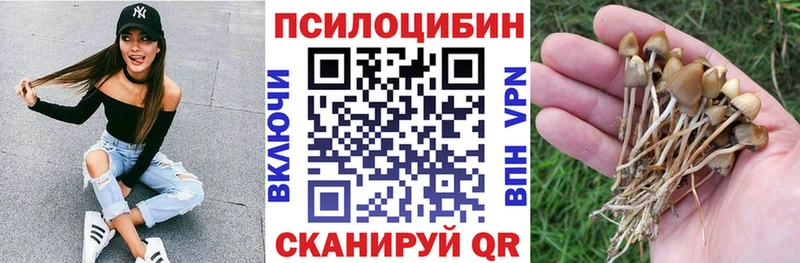 нарко площадка наркотические препараты  Жиздра  Псилоцибиновые грибы MAGIC MUSHROOMS 